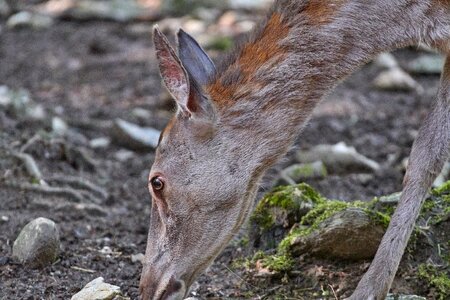 Forest forest animal nature