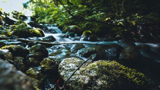 Bach forest landscape