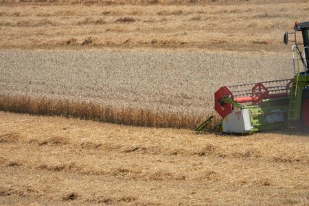 Field rural cereals photo