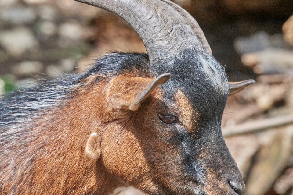 Goat horn animal portrait
