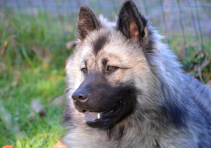 Eurasier black muzzle black mask