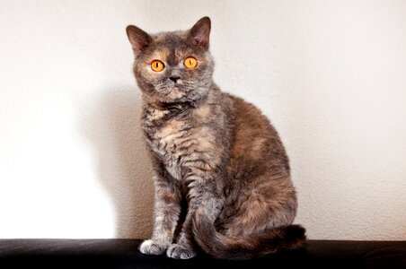 Selkirk rex domestic cat sofa photo