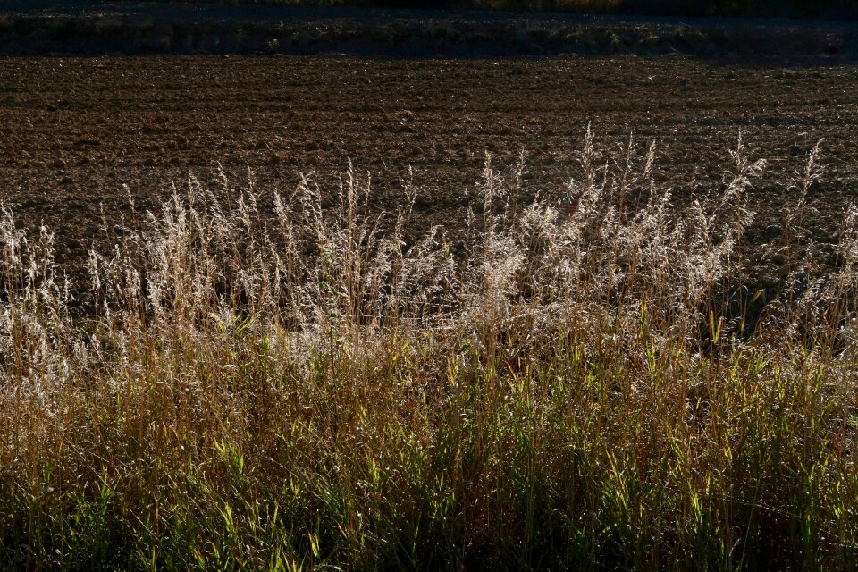 Backlighting autumn arable