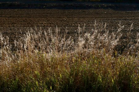 Backlighting autumn arable