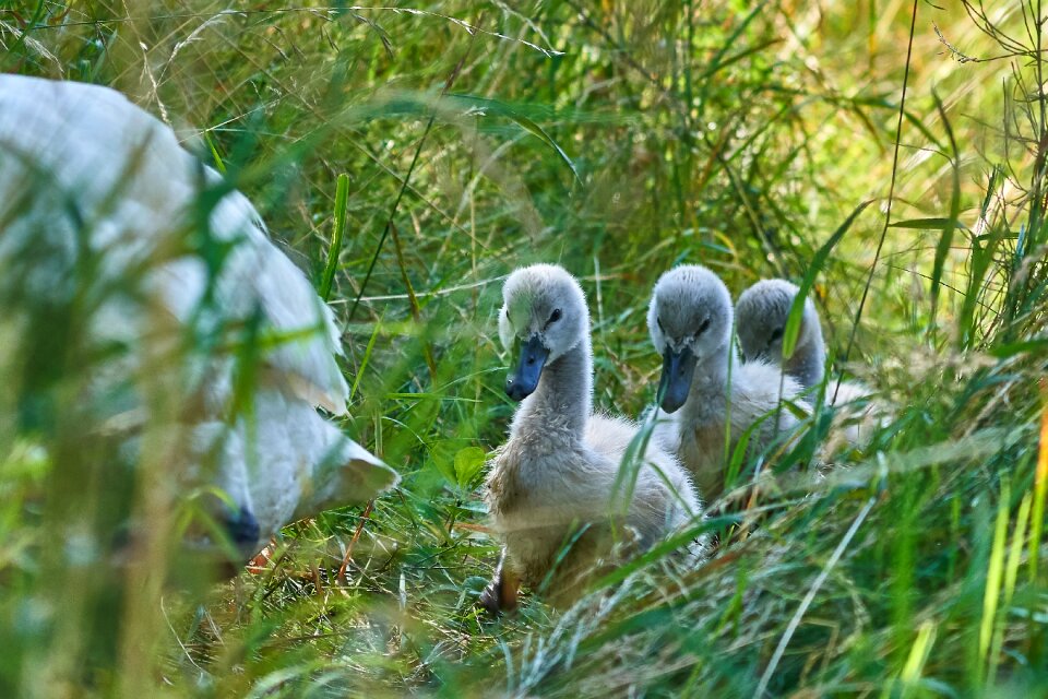 Chicks column water bird