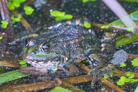 Pond water frog high photo