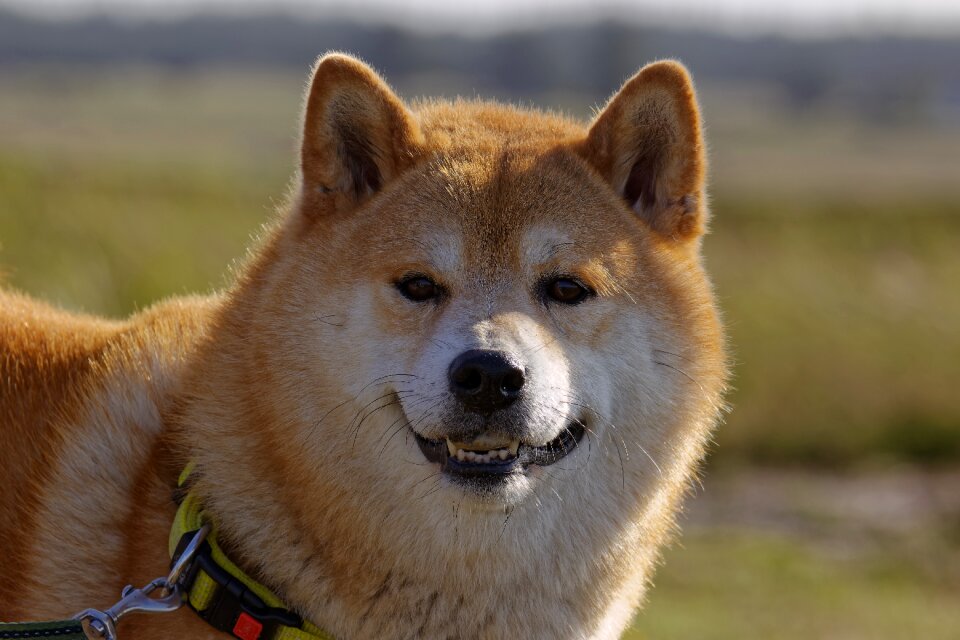 Purebred japanese pet