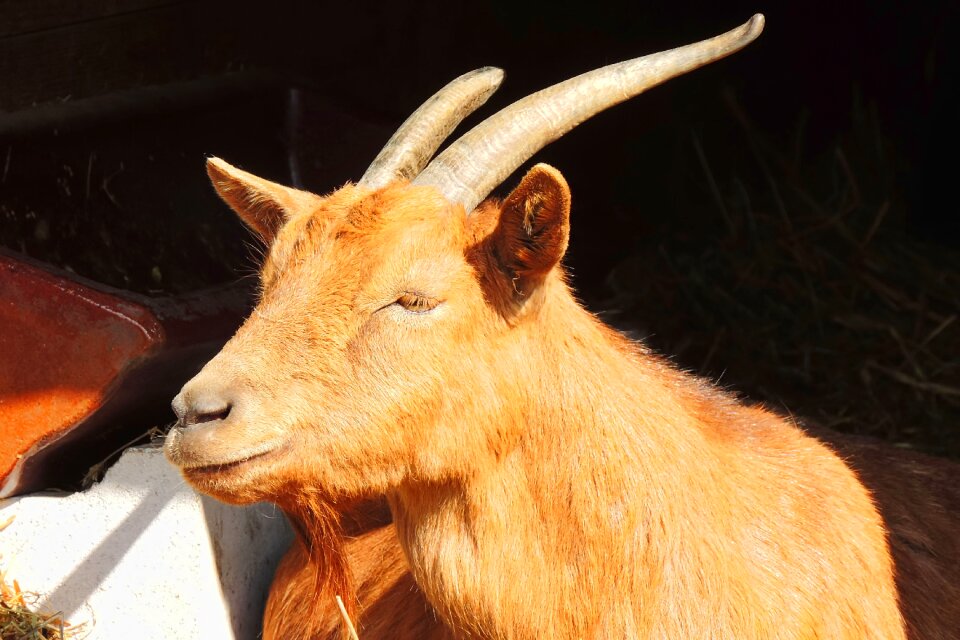 Mammal animal nature
