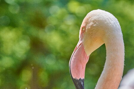 Pink flamingo plumage water bird photo