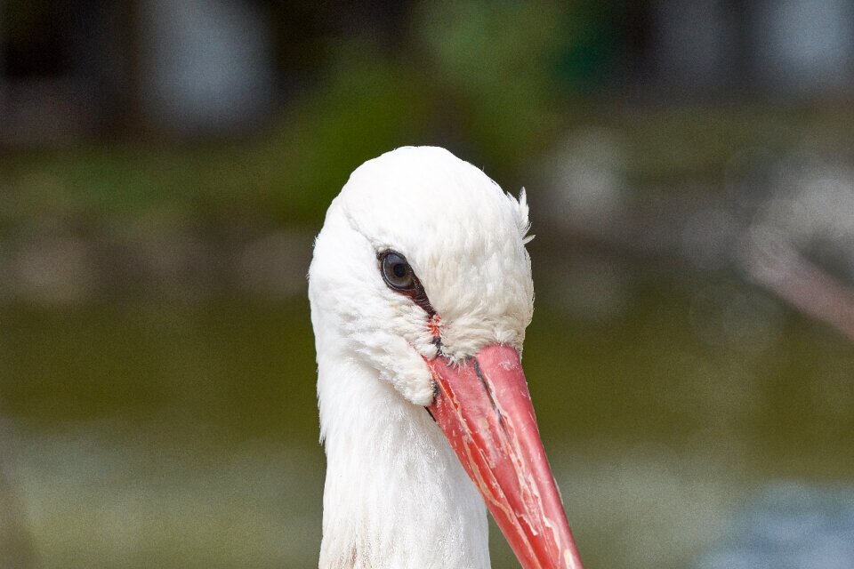 Bird white stork animal picture
