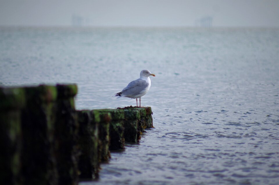 Gull coast wildlife