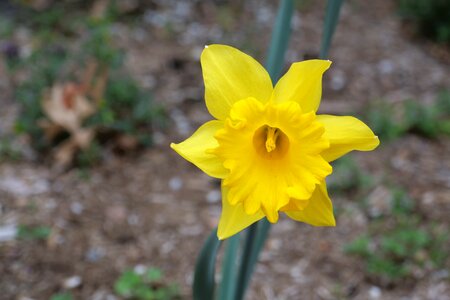 Flora flower leaf photo