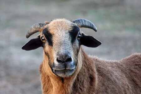 Horns animal mammal photo