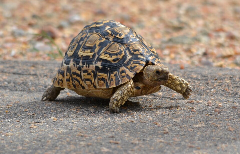 Wildlife turtle reptile