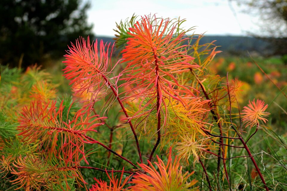 Meadow grass autumn