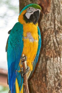 Colorful plumage parrots photo