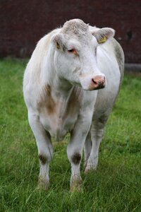 Cattle beef herkauwer photo