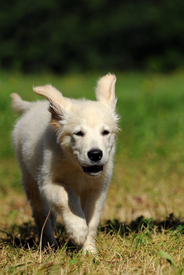Puppies golden retriever doggy style