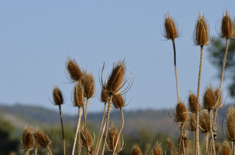Nature spur prickly