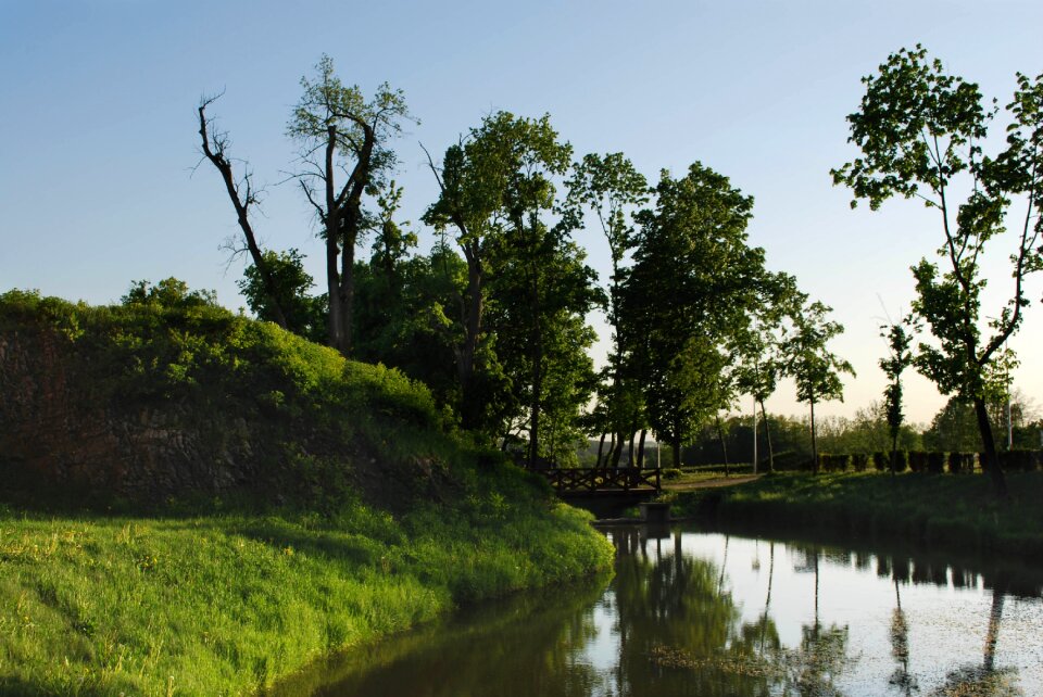 Water nature tree