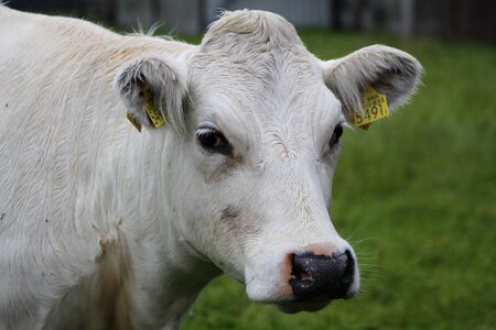 Beef herkauwer farm photo