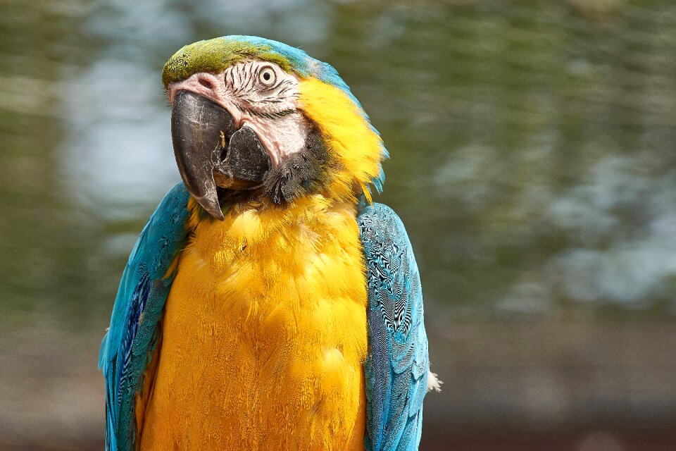 Colorful plumage parrots