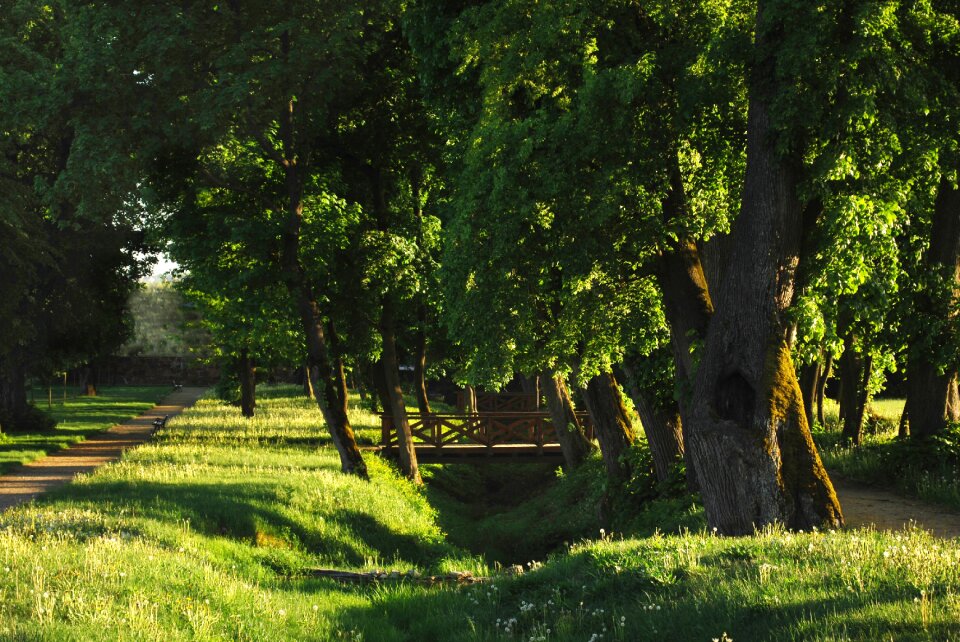 Nature tree evening