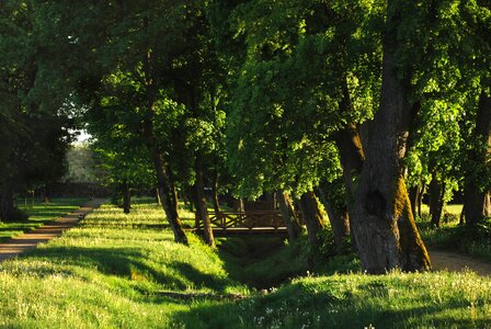 Nature tree evening