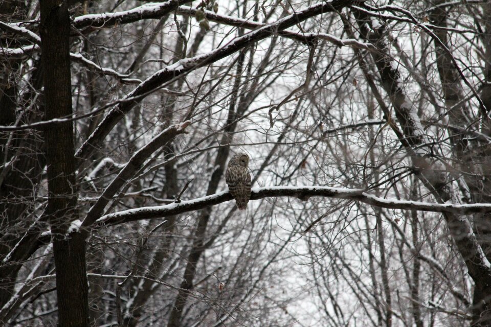 Branch tree predator