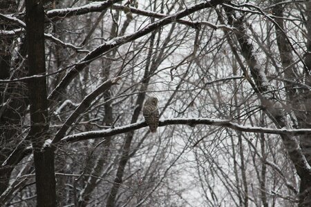 Branch tree predator photo