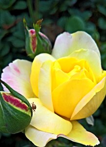 Yellow flowers red buds large