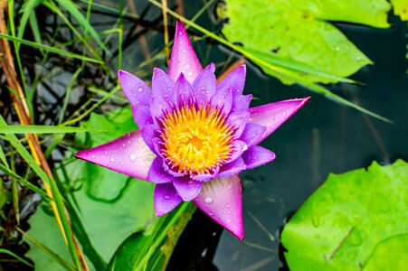 Nature blossom beautiful