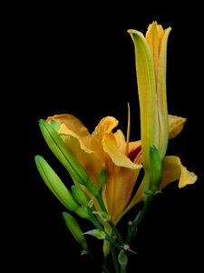 Flower nature close up