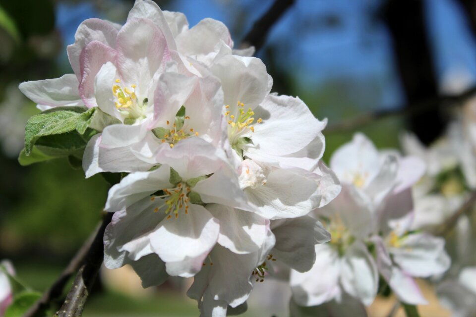 Blossom bloom spring
