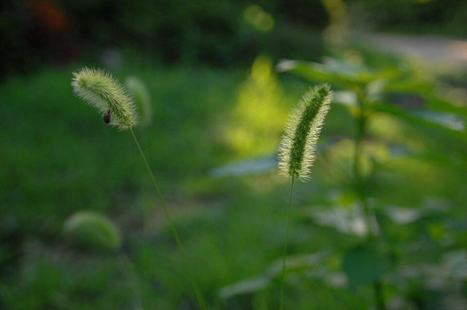 Foxtail sunshine backlight