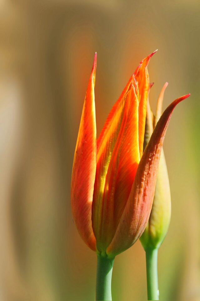 Flower plant tulip