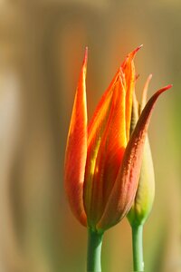 Flower plant tulip