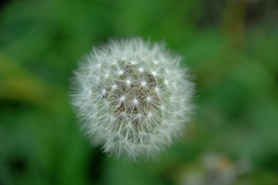 Seeds flowers dandelion mr hall
