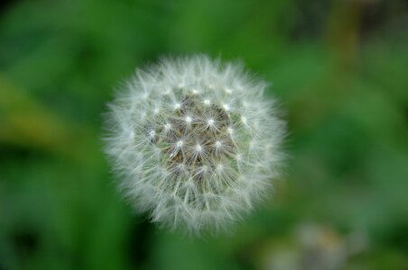 Seeds flowers dandelion mr hall