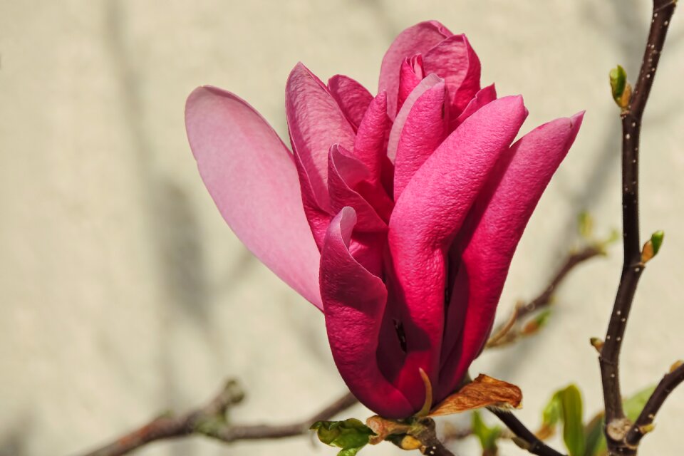 Plant magnolia leaf