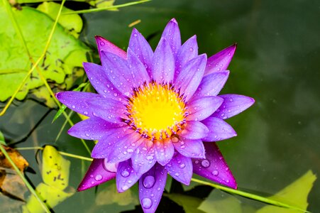 Nature blossom beautiful
