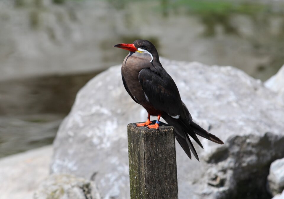 Waterfowl zoo planckendael