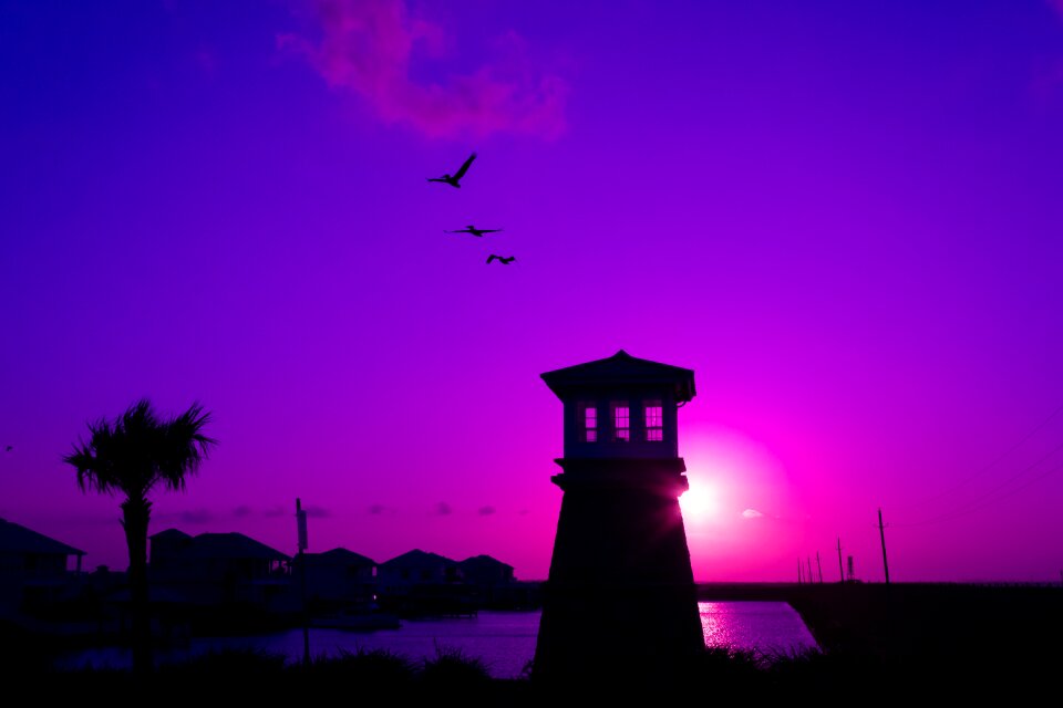 Coastline birds landscape