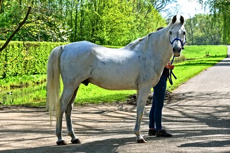 Animal mammal roan