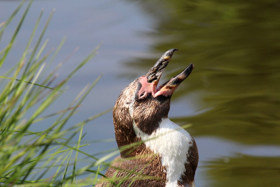 Zoo planckendael bird
