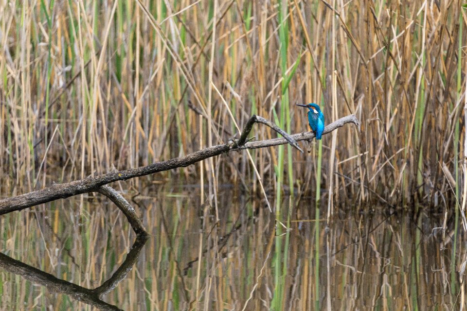 Beautiful beautiful kingfisher beauty