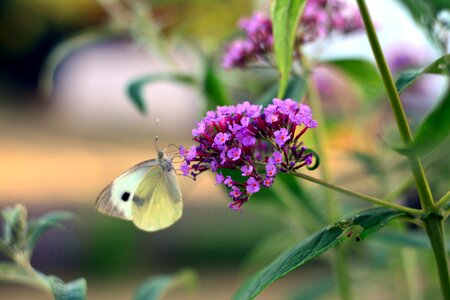 Garden butterfly white photo