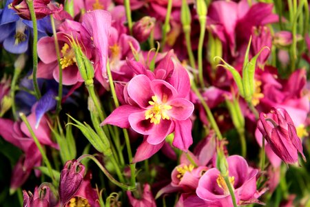 Garden aquilegia lush photo