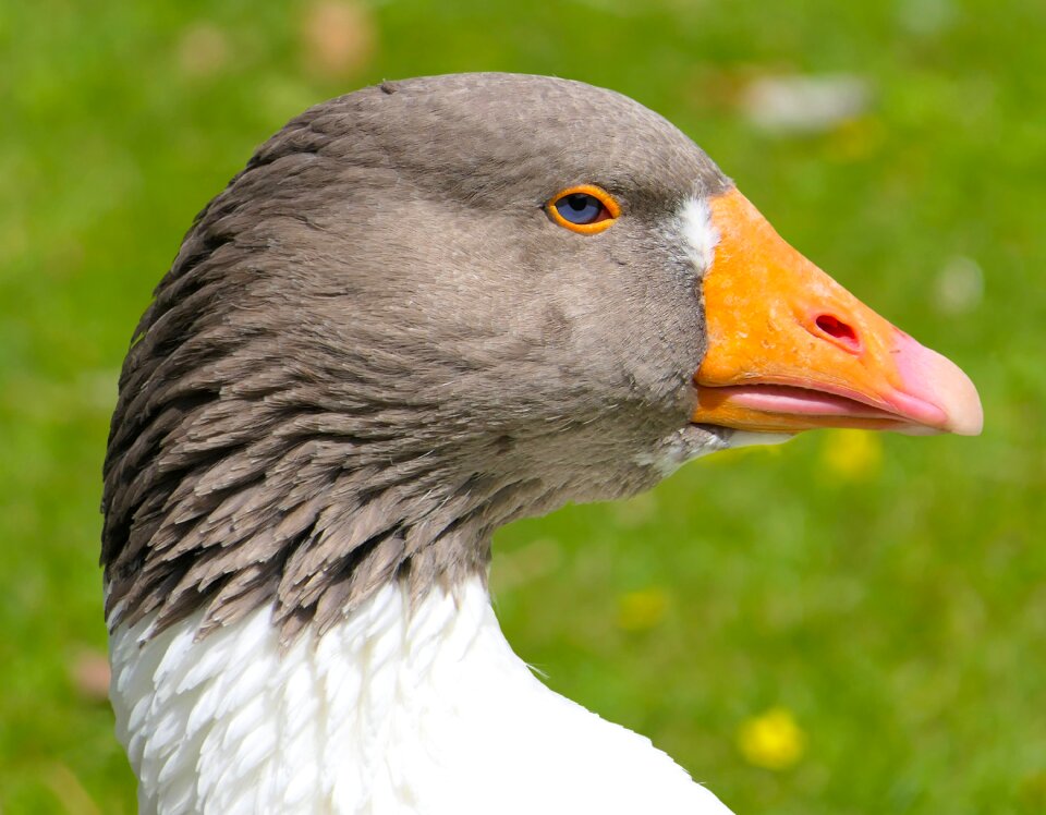 Animal look close up