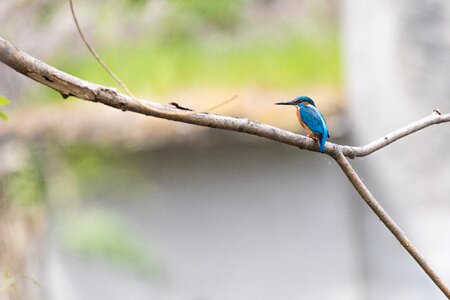 Beautiful beautiful kingfisher beauty